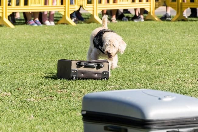 Feria de Mascotas de Maspalomas 2016