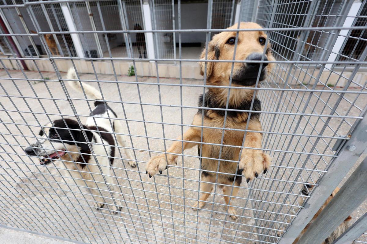 La Asociación Protectora de Animales dice adiós al refugio de A Madroa tras casi medio siglo