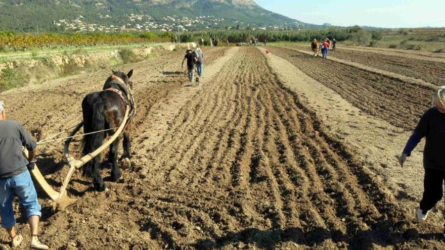 Jesús Pobre rescata la siega del trigo