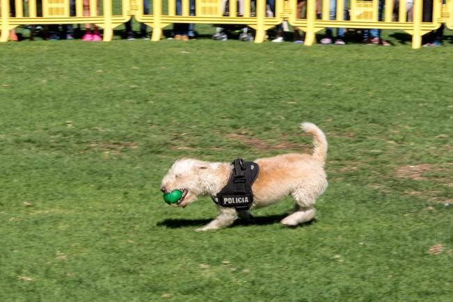 Feria de Mascotas de Maspalomas 2016