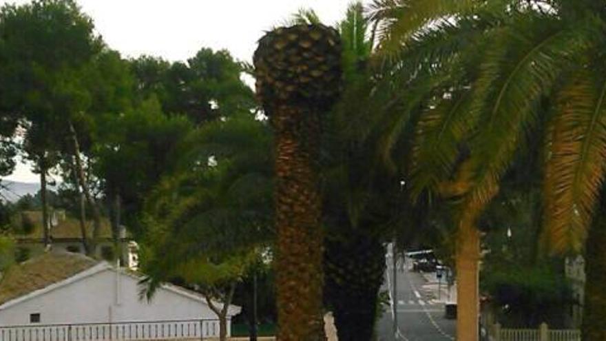 El picudo mata una palmera del Santuario