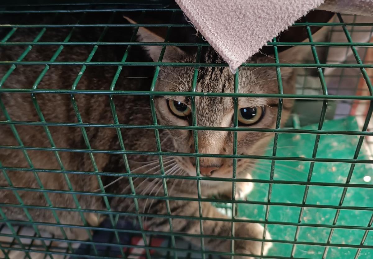 Uno de los gatos recogidos de la vivienda.