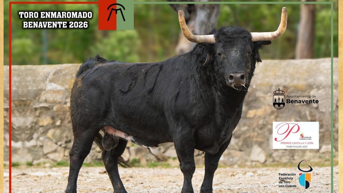 Glorificado elegido como el nuevo Toro Enmaramado de Benavente