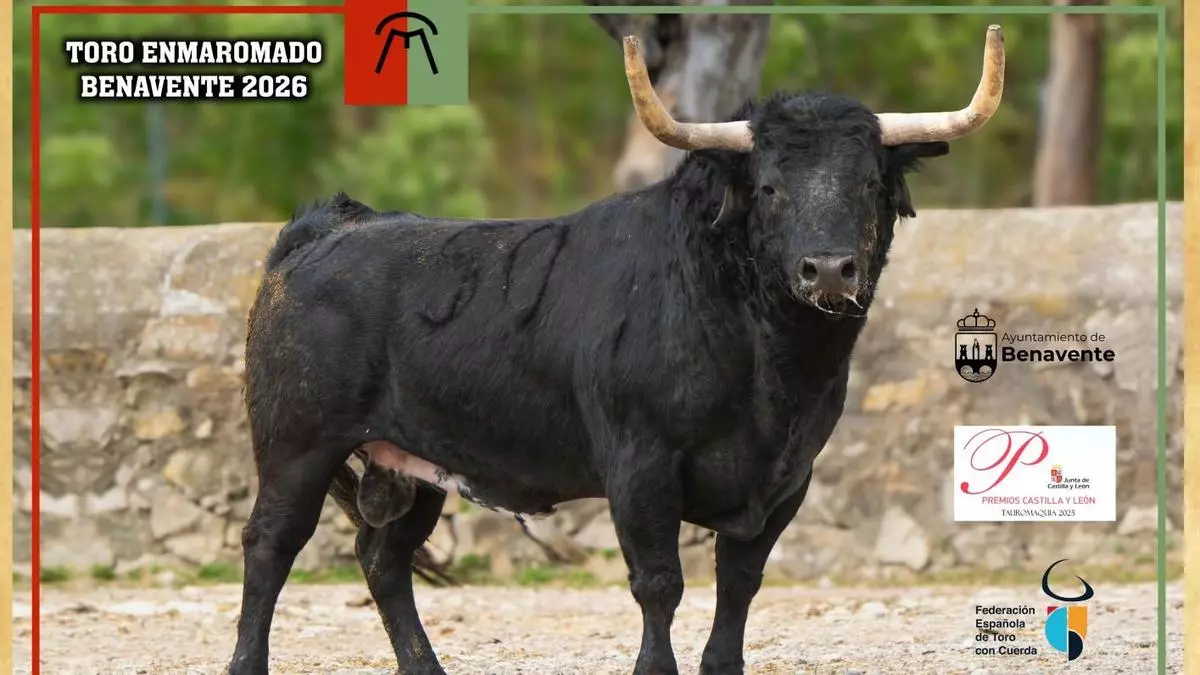 Glorificado elegido como el nuevo Toro Enmaramado de Benavente