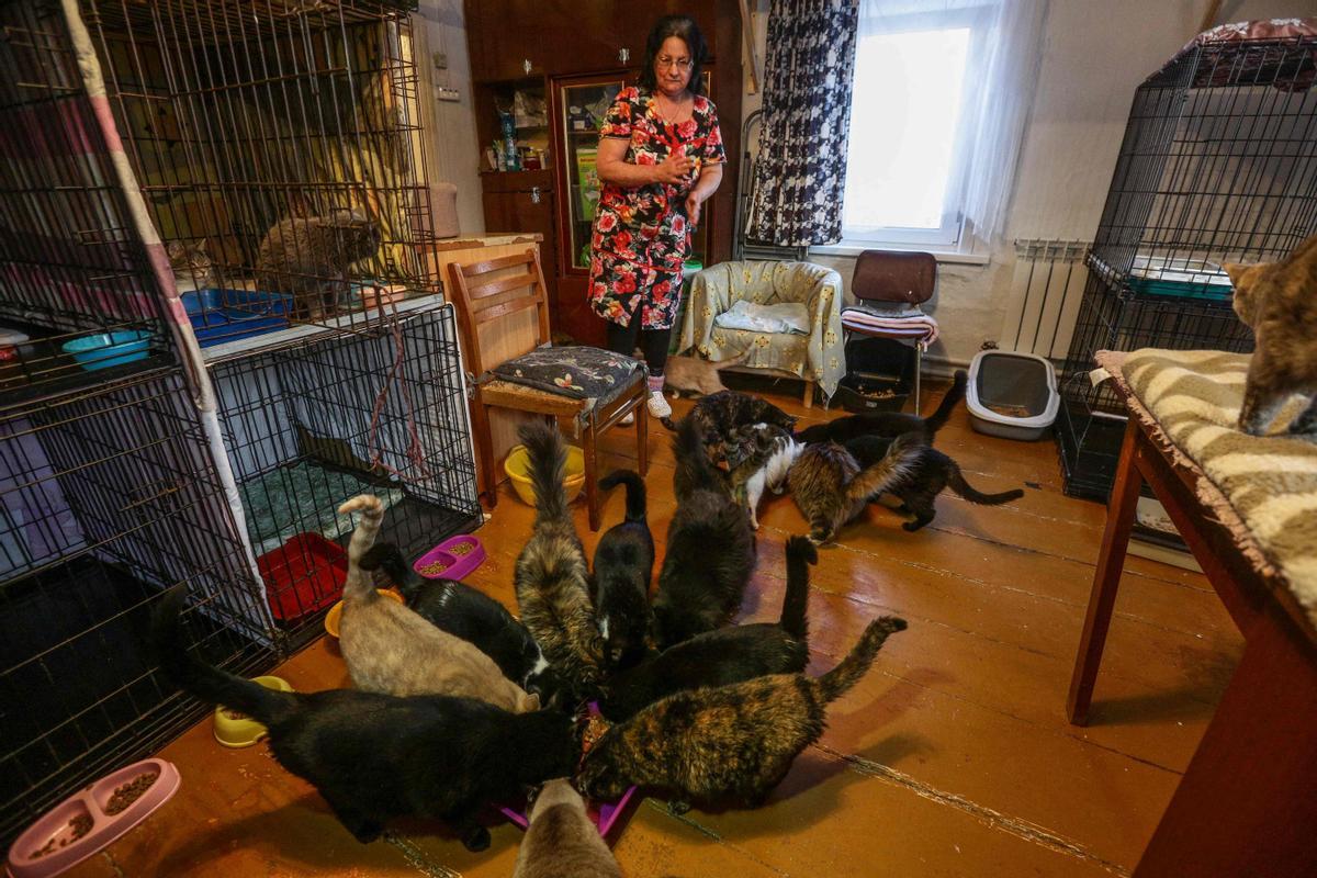 Tatyana Zelenskaya alimenta a varios de los gatos con los que convive en su casa, donde ha creado un refugio para 108 de estos animales.