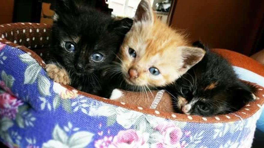 Buscan un hogar a tres gatitos localizados en un contenedor en Langreo