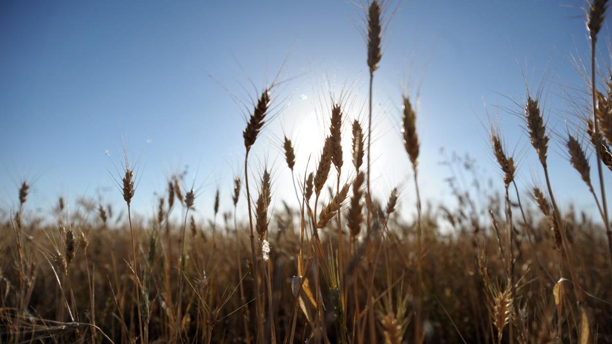 Campo de trigo