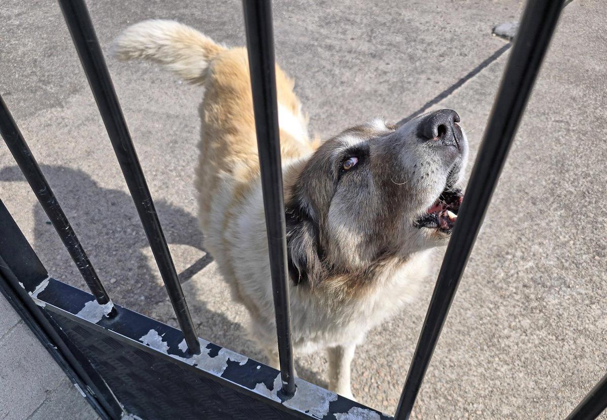 Imagen de un perro ladrando.