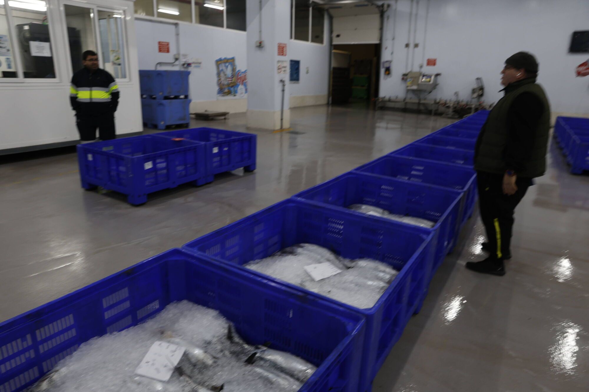 EN IMÁGENES: La campaña de bonito arranca en la lonja de Gijón con una descarga de 2.800 kilos: "El pescado está cambiando las rutinas"