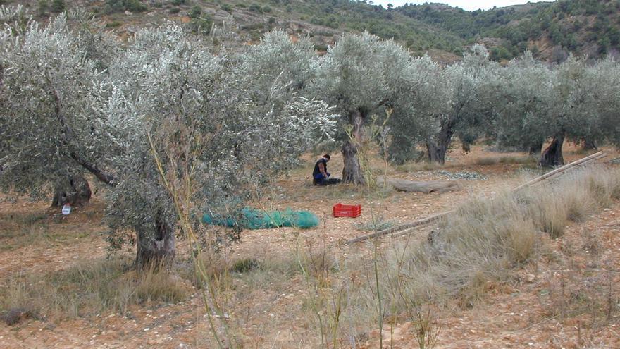 La campaña de recolección de la oliva deja «un buen año» en Aragón