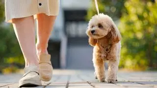 Los expertos coinciden: estas son las seis razas de perro que mejor se adaptan a mayores de 50 años