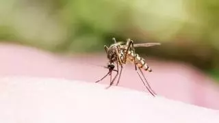 Málaga contra el Virus del Nilo: un plan de vigilancia de mosquitos evitará la transmisión