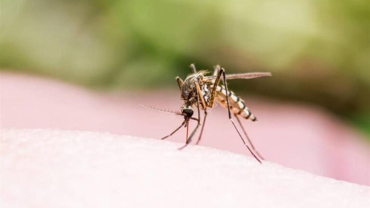 Málaga desplegará un plan para controlar la presencia de mosquitos vectores del Virus del Nilo.