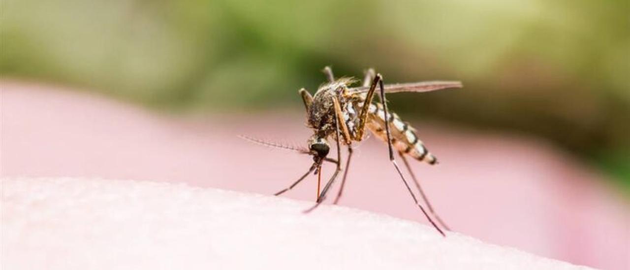 Virus del Nilo Málaga | Málaga contra el Virus del Nilo: un plan de  vigilancia de mosquitos evitará la transmisión