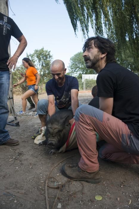 Una ONG recoge animales en La Malata