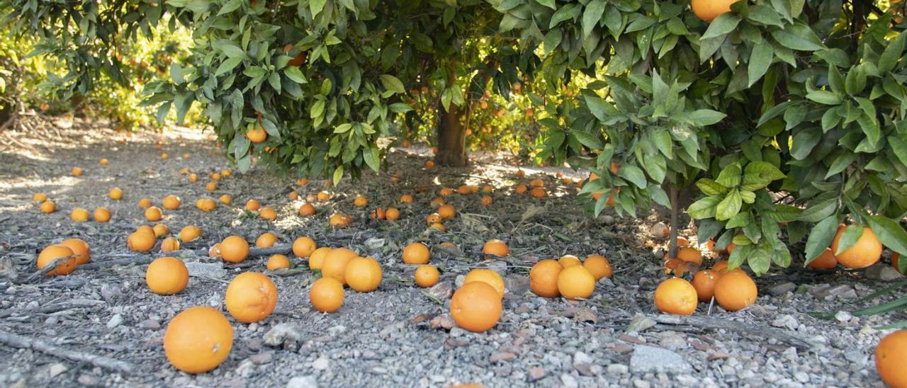 Campo de navelinas por recolectar. | PERALES IBORRA