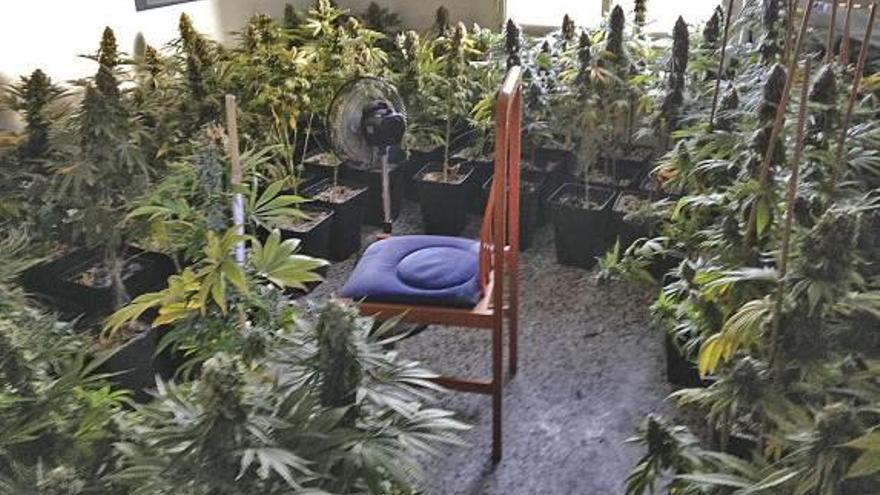 La policía desmantela un laboratorio de marihuana en una vivienda de Beniopa