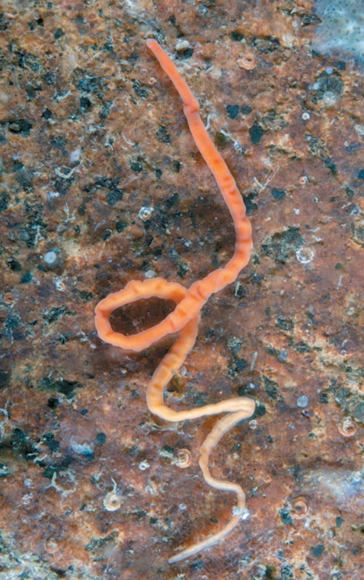 «Emplectonema echinoderma»