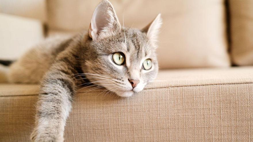 ¿Tu gato evita saltar o duerme más? Los síntomas silenciosos de dolor articular que muchos confunden con pereza