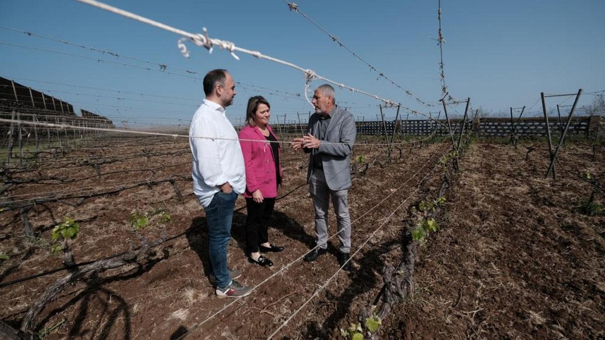 Imagen del consejero de Transición Ecológica del Gobierno de Canarias, José Antonio Valbuena, en una visita a un viñedo.