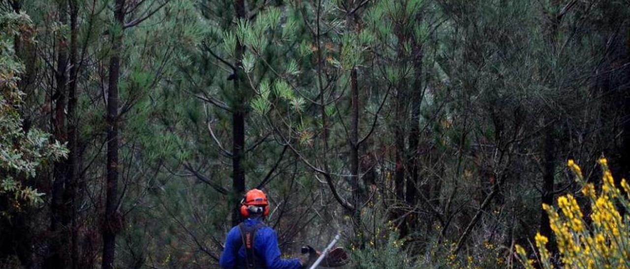 Trabajadores forestales en plena limpieza de maleza en el monte de Xiabre (Vilagarcía). // Iñaki Abella