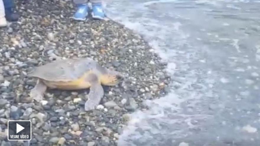 L&#039;exemplar de tortuga babaua, quan la tornaven al mar