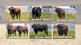 Vila-real tendrá solo un encierro en las fiestas de Sant Pasqual: los seis toros que lo protagonizarán