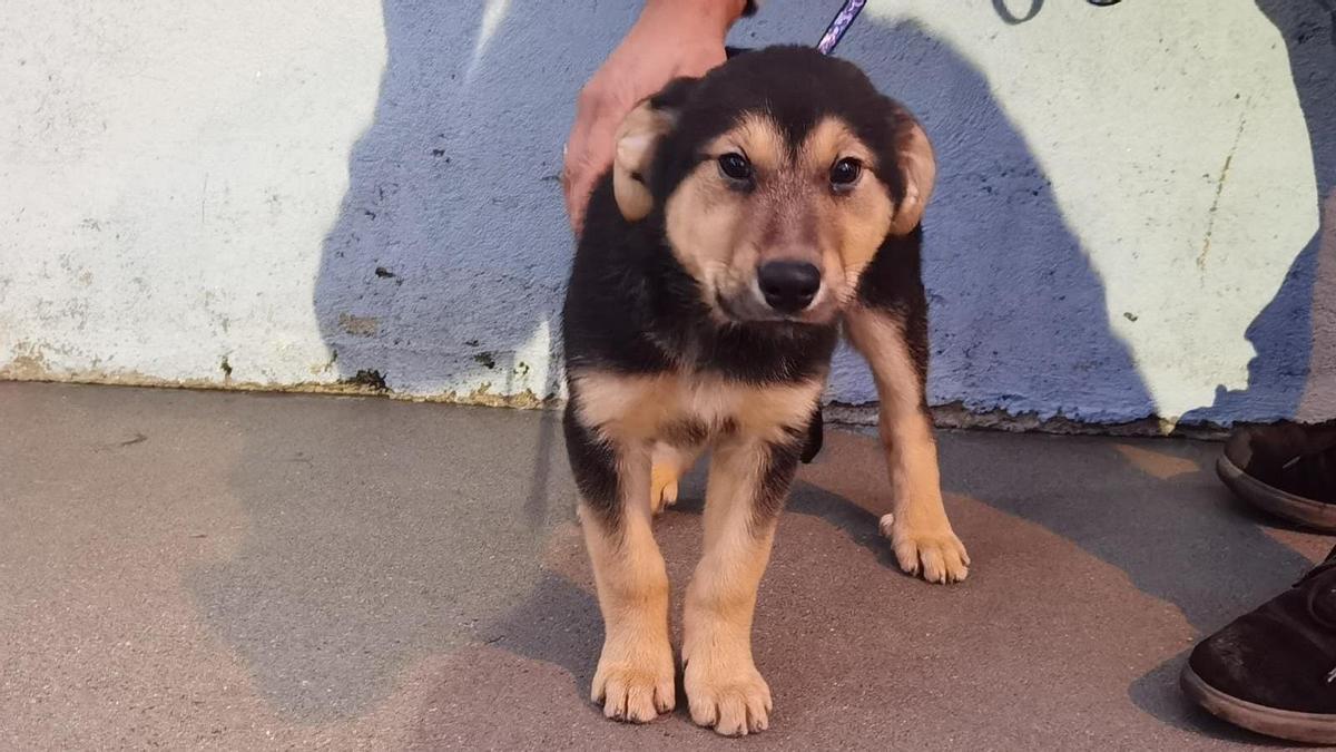 Pablito, uno de los cachorros que está en adopción actualmente.