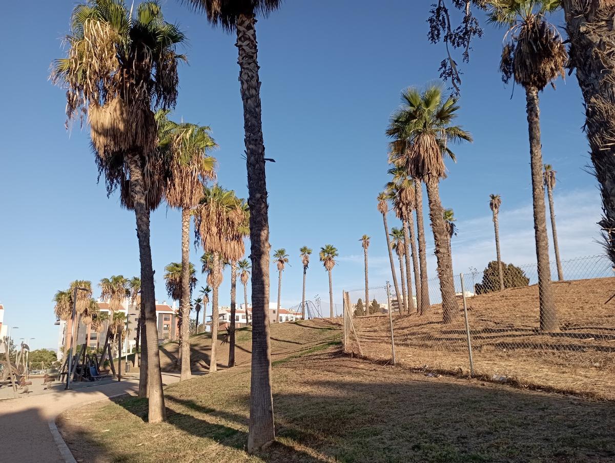 Palmeras en el parque.