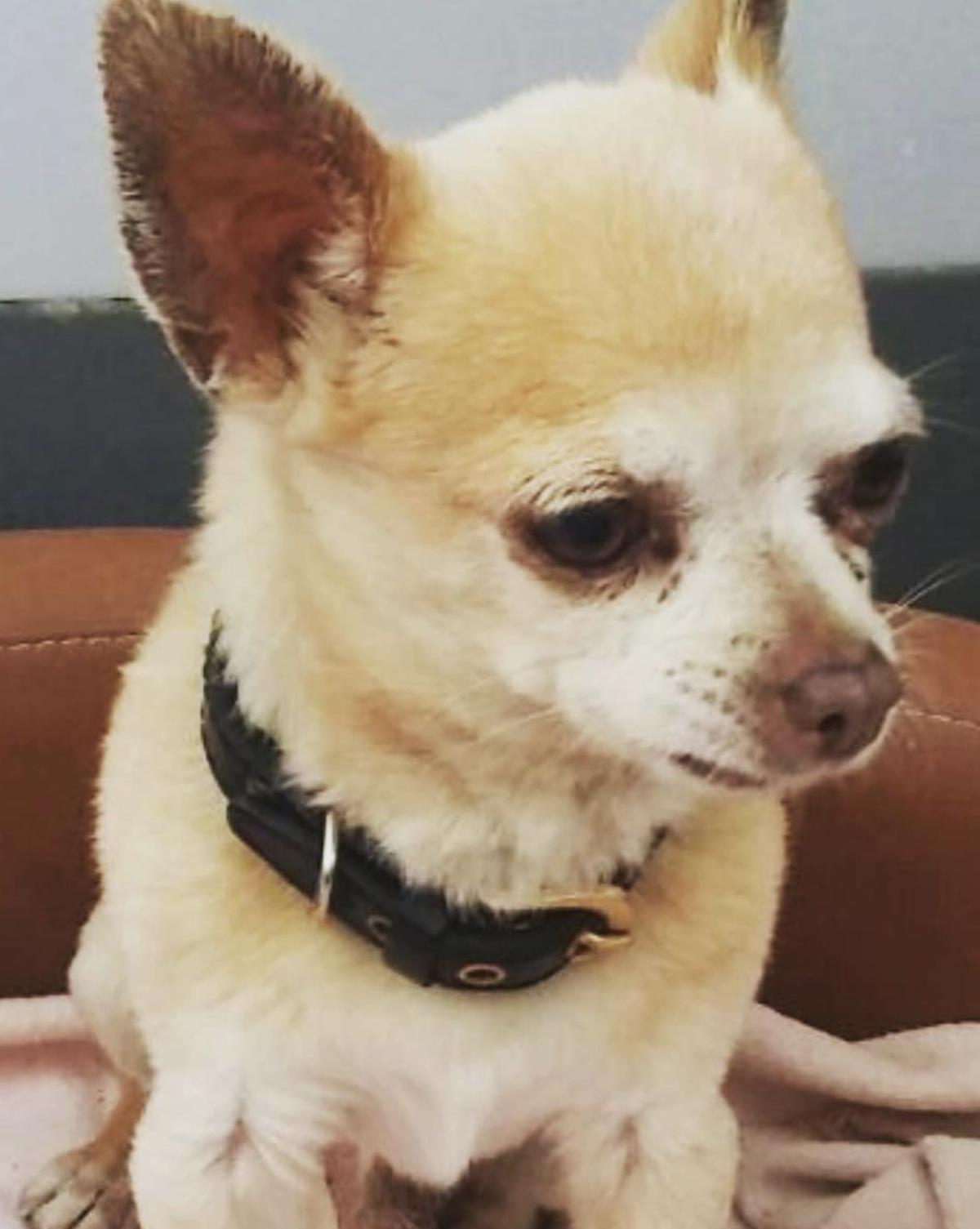 Paula Echevarría se despide de su perro Mowgly