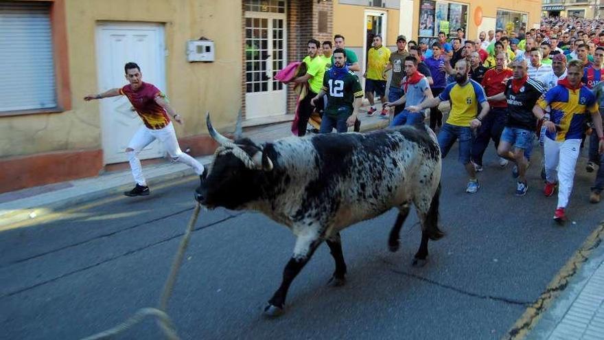 El toro se lo tomó con calma por la calle Agujero, alternativa del recorrido tradicional.