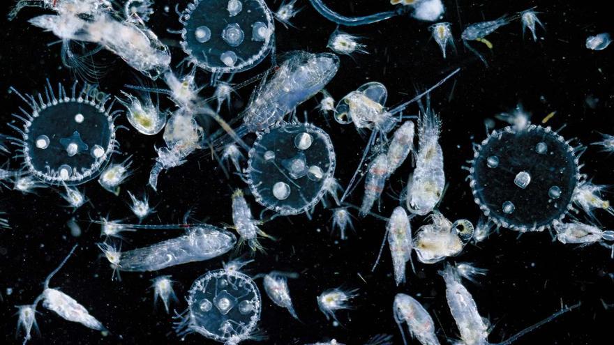 El derretimiento del Ártico amenaza la producción de plancton, esencial para muchas especies