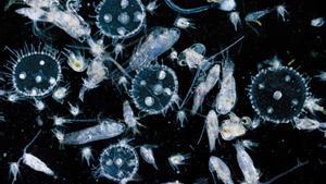 El derretimiento del Ártico generará menos plancton, esencial para la vida marina