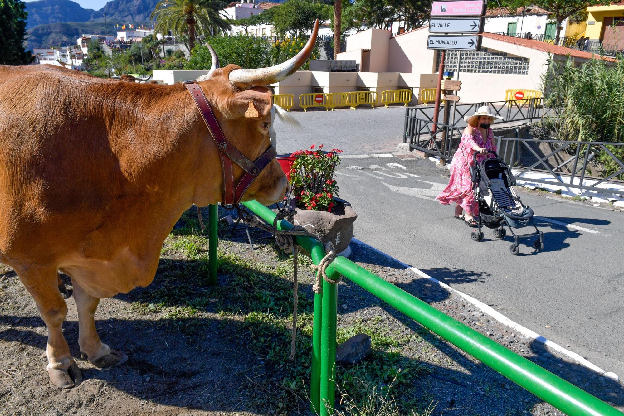 Fiestas de Santa Lucía de Tirajana