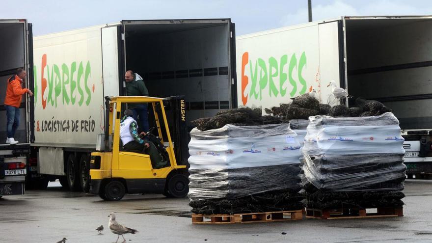 Descargas de mejillón para su transporte hacia el mercado de fresco.