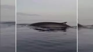 Ballenas en peligro de extinción son avistadas en la Costa Tropical en Granada