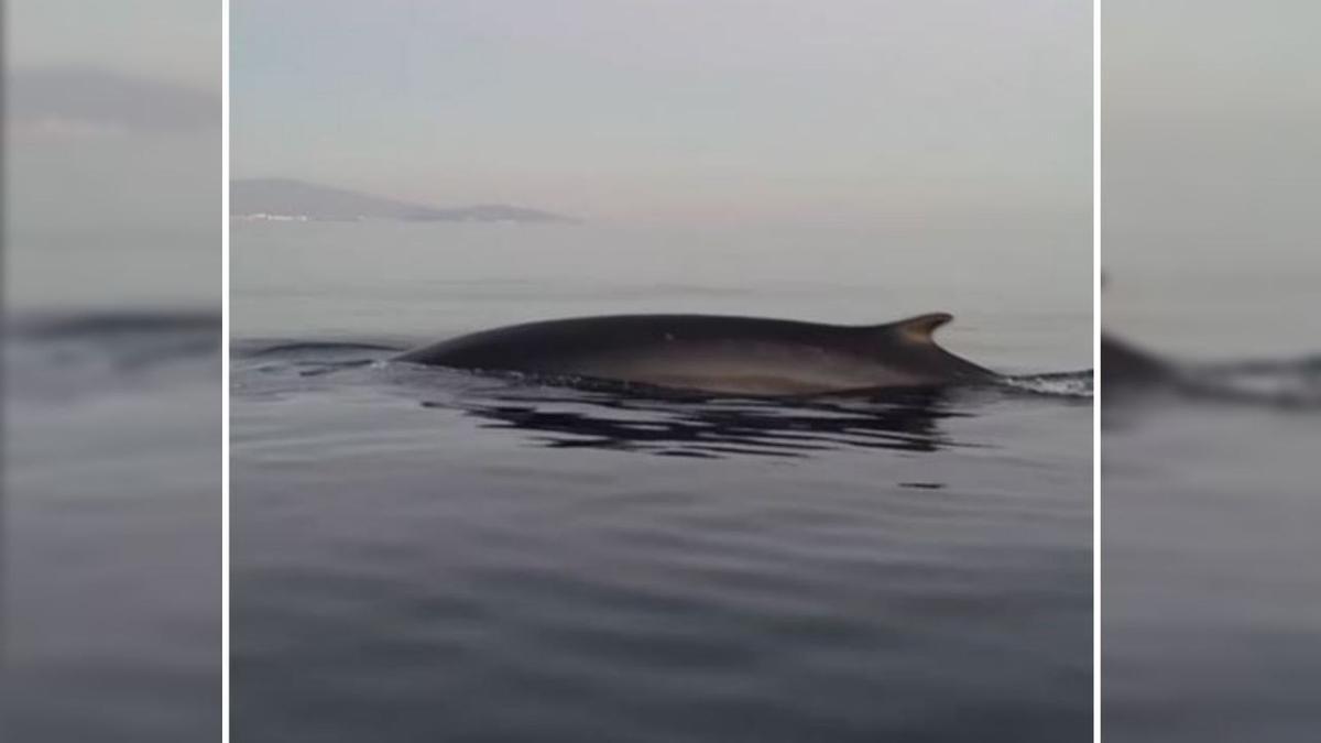 Fotograma del vídeo del avistamiento de ballenas en Almuñécar compartido por Open Water