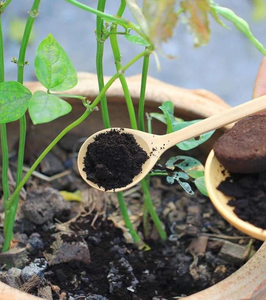 Poso del café, el innovador ingrediente que promete revolucionar el futuro de la ganadería