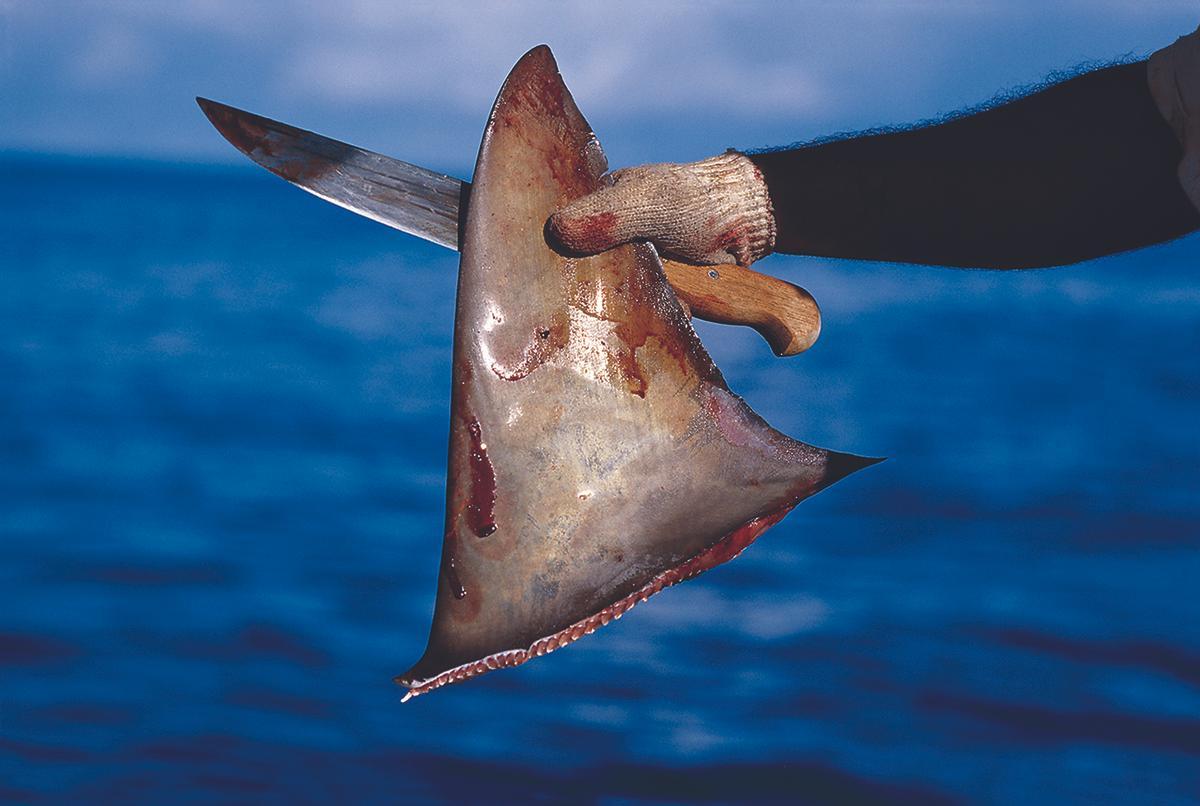 Miles de tiburones mueren al cortárseles la aleta dorsal para varios usos