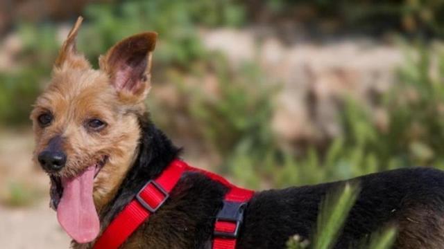 Pancho de 11 años, a la espera de ser adoptado.