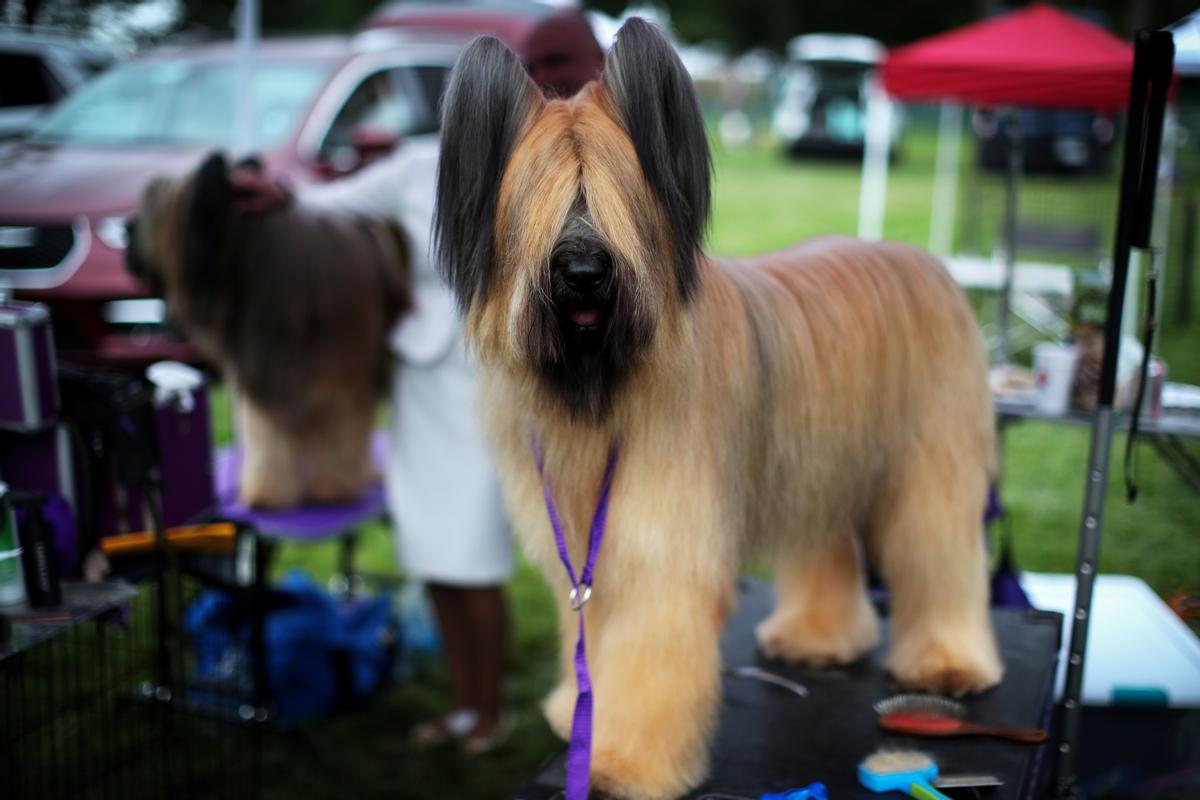 145è Westminster Kennel Club Dog Show