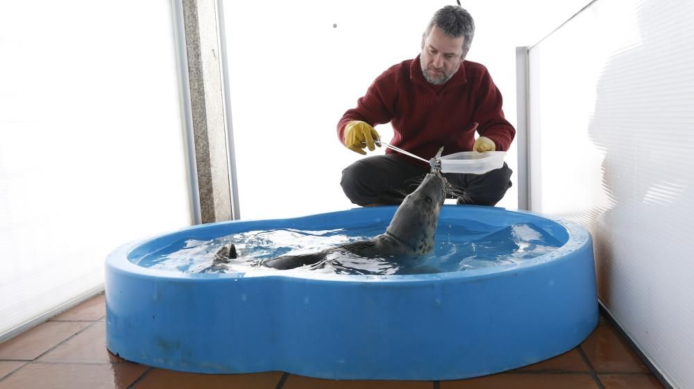 Recuperación del lobo marino varado en A Guarda