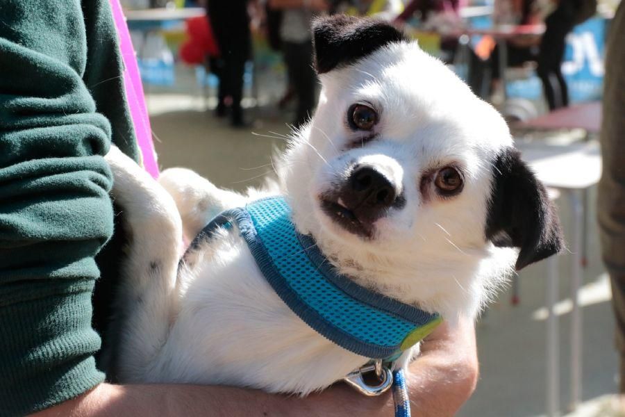 Concurso de perros en La Aldehuela