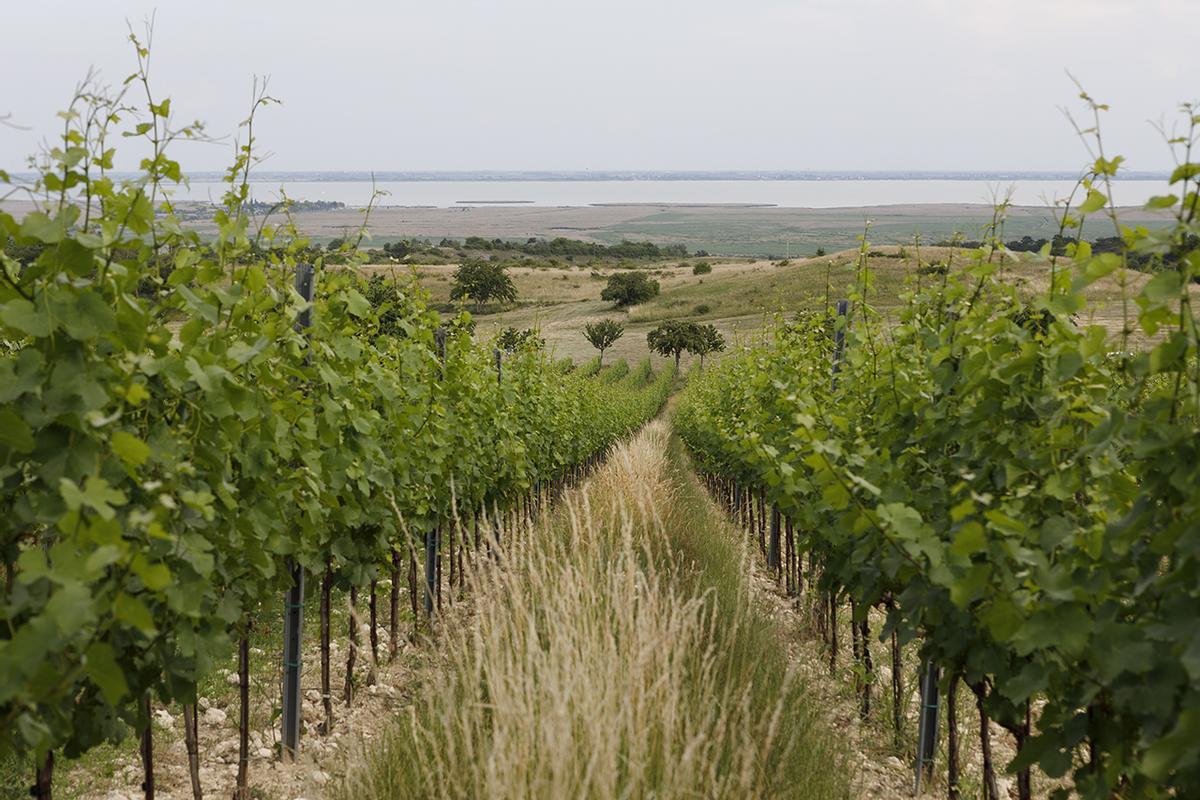 Viñedo en Burgeland