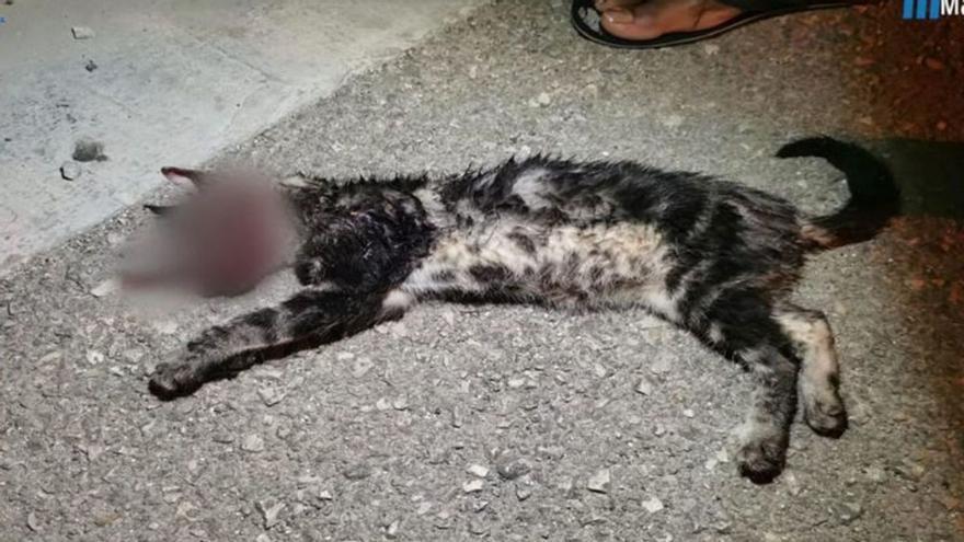 Katze in Manacor auf Mallorca zu Tode gefoltert: Anklage fordert 18 Monate Haft für Jungpolitiker