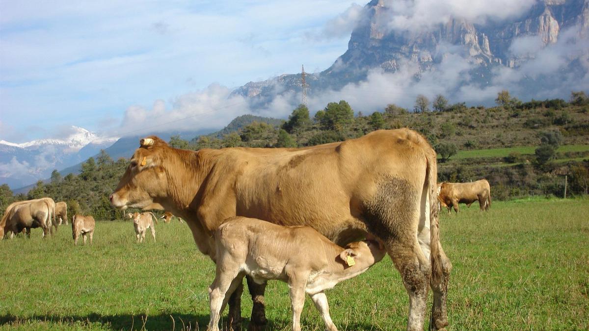 El proyecto se centra en los sistemas pastorales del Pirineo.