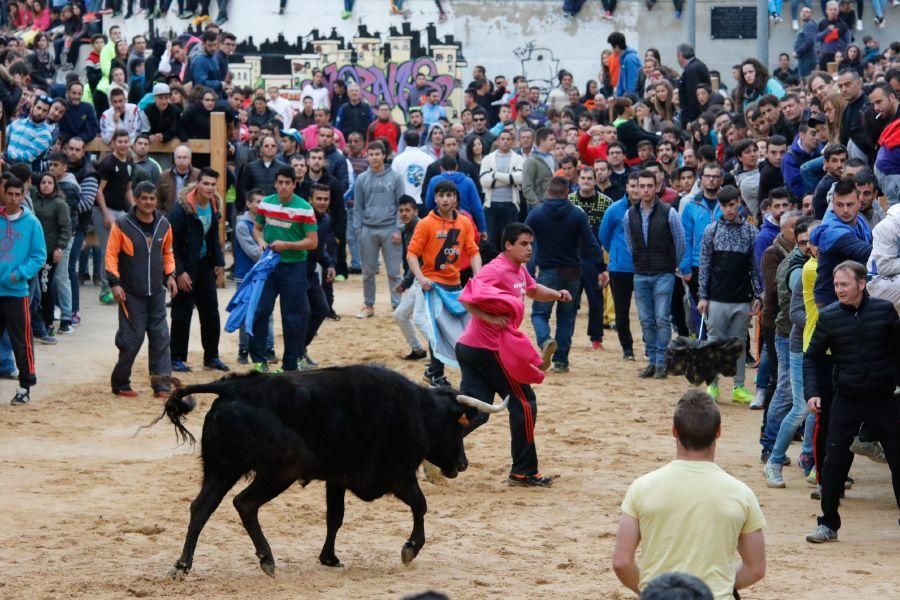 Encierros en Morales del Vino