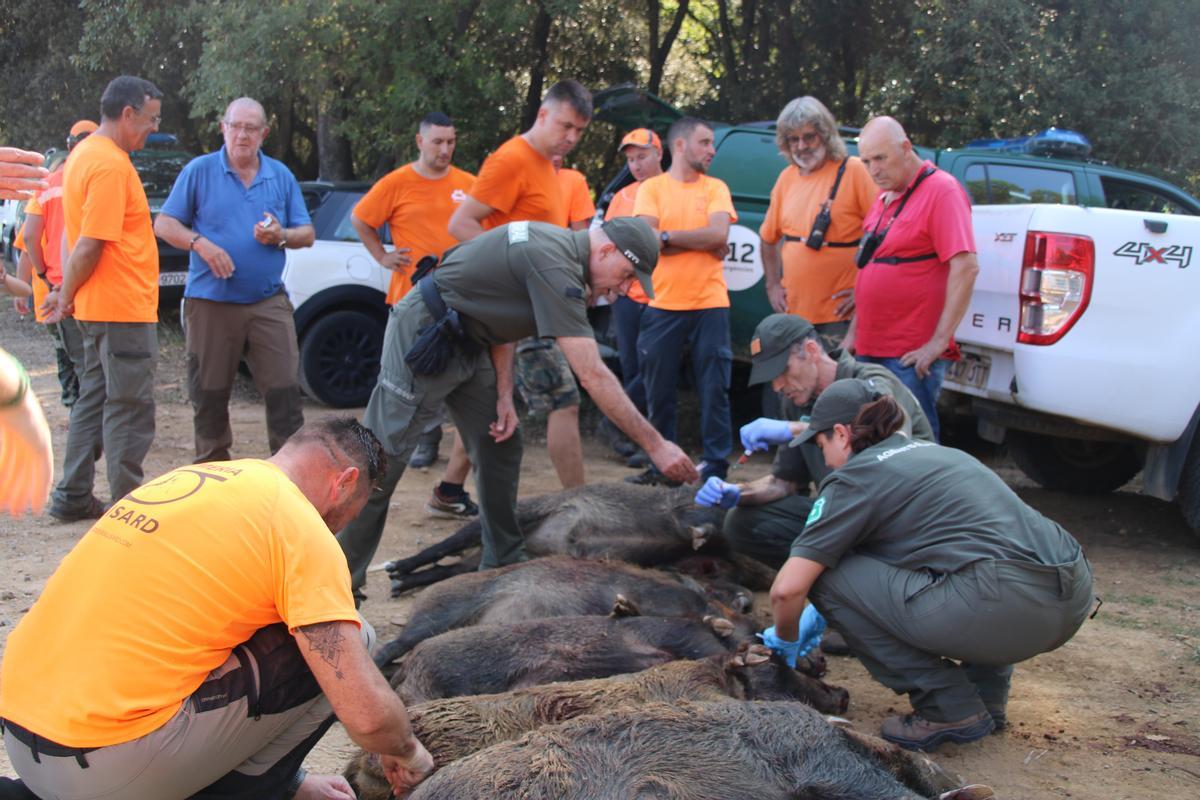 Els caçadors aplegats al voltant dels 12 senglars abatuts a Girona l'agost de 2022.