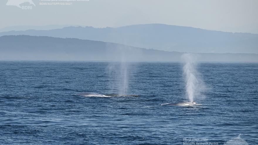 Las ballenas también hicieron puente en las Rías Baixas