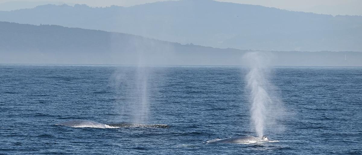 Algunas de las diez ballenas localizadas el martes frente a la costa de las Rías Baixas.